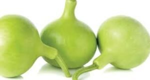 کدو صحت کا خزانہ
