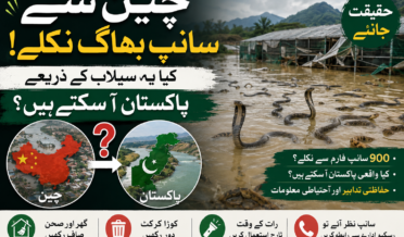 چین میں سیلاب کے بعد سانپوں سے متعلق گردش کرنے والی خبروں کی حقیقت جانیے۔ کیا یہ سانپ پاکستان آ سکتے ہیں؟