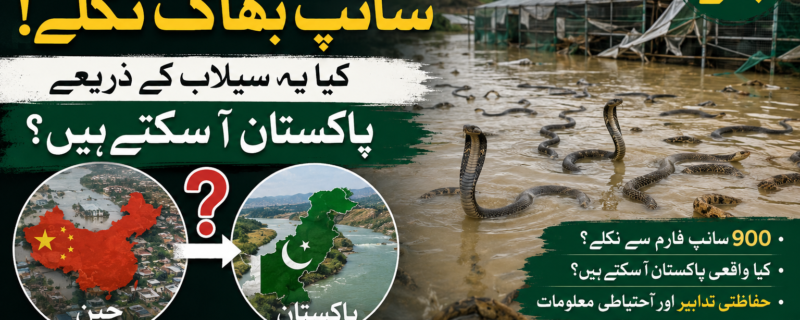چین میں سیلاب کے بعد سانپوں سے متعلق گردش کرنے والی خبروں کی حقیقت جانیے۔ کیا یہ سانپ پاکستان آ سکتے ہیں؟